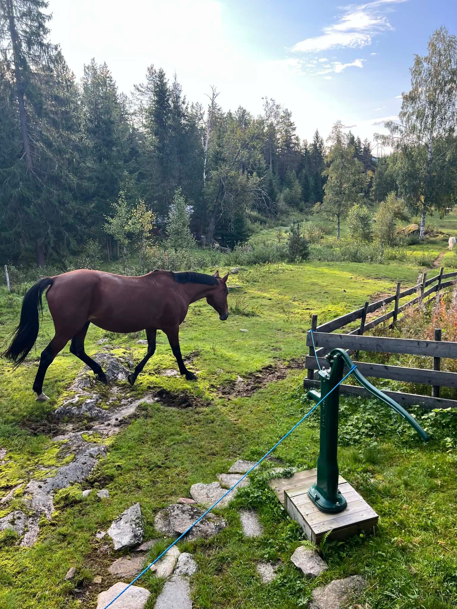 Blomstereng på forsiden
