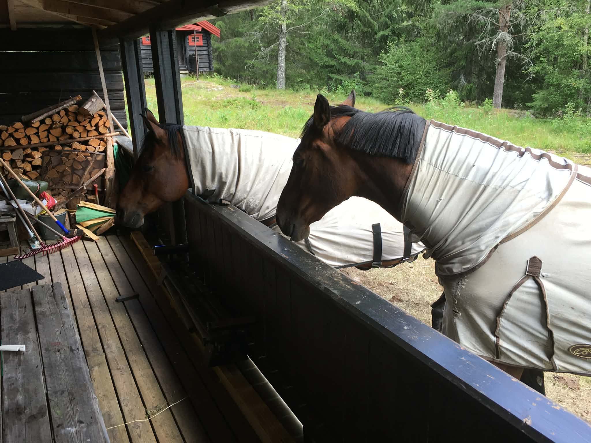 Hester ved verandaen