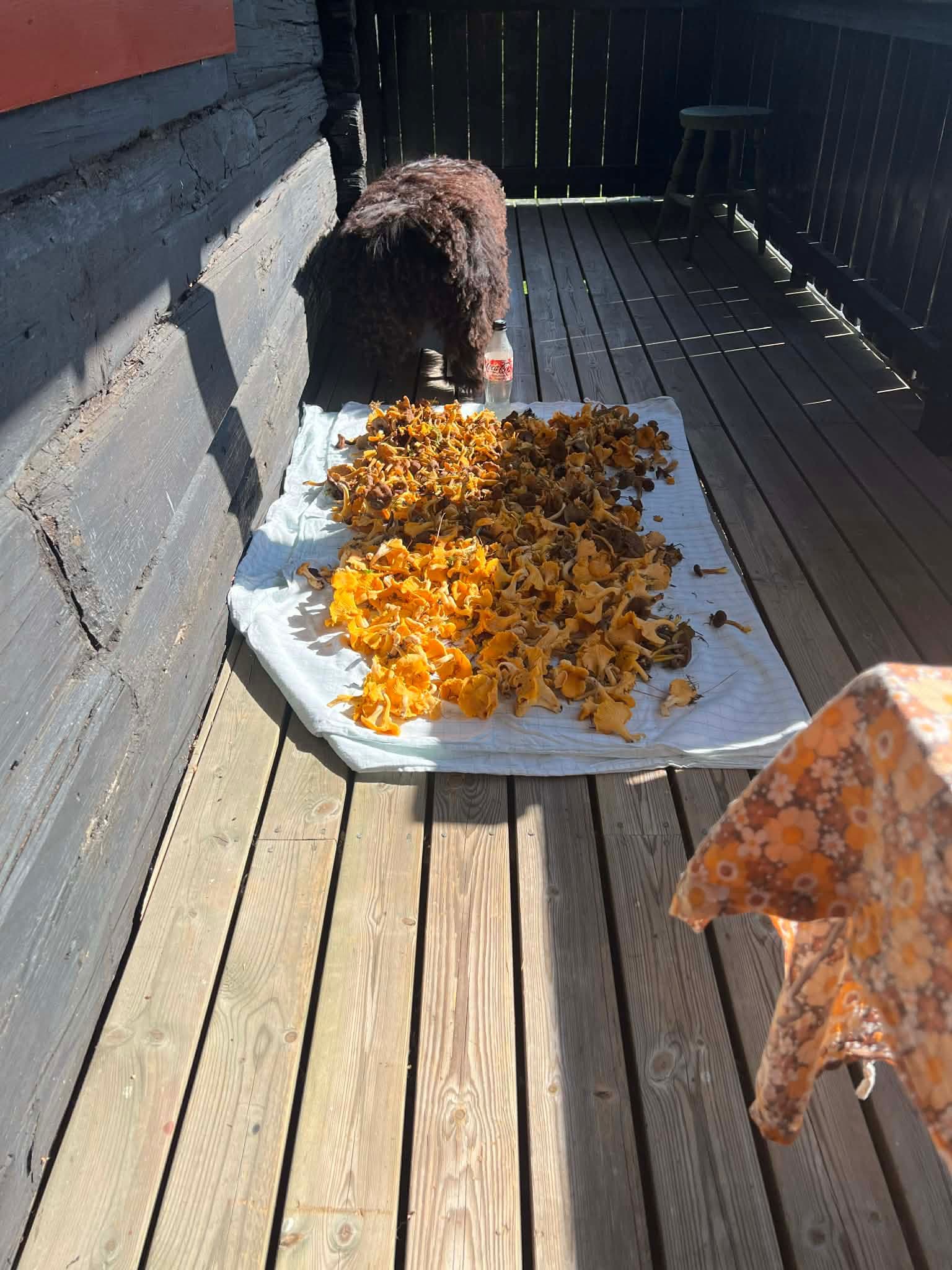 Kilovis med kantarell fra skogen