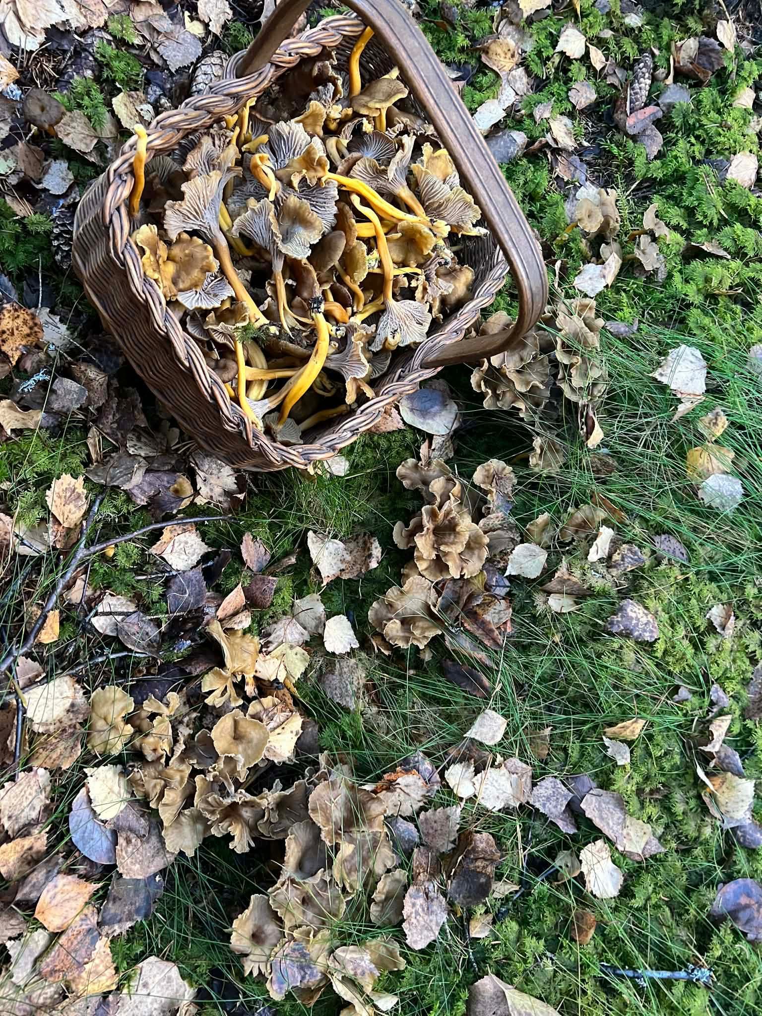 Kurver med kantarell